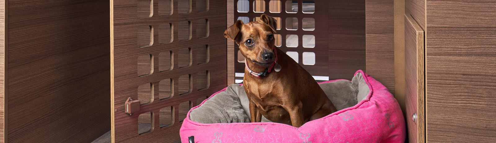 Titelfoto DOG / Hunde Umbau für Bravia Van